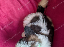 ST BERNARD PUPPIES