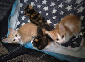 Lovely kittens