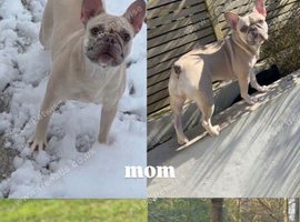 french bull dog puppies