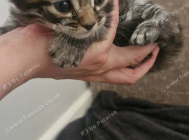 Beautiful tabby boy
