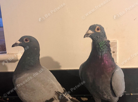 Beautiful pair racers pigeons