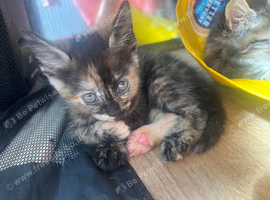 Beautiful kittens - 2 males 1 female