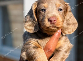 Miniature dachshund