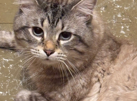 Mixed Breed/Half Maine Coone Adult Male Cat for Re-Homing