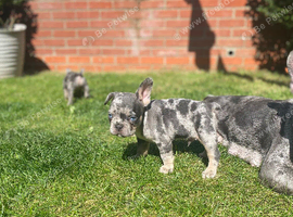 French Bull dog puppies