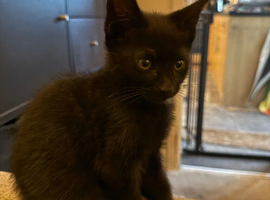 9 week old black male