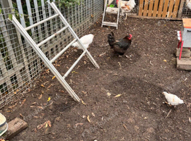 Job lot of chickens to go
