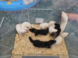 Jill ferrets
