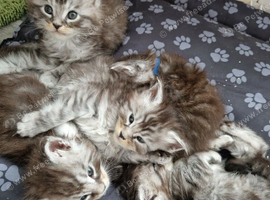 5 stunning mainecoon kittens available for reserve