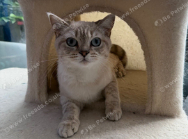 British Shorthair Colourpoint Female &ndash; 1 Year Old &ndash; Looking for Her Forever Home