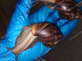 4 giant african land snails and plactic tub