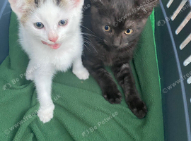 Beautiful kittens