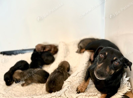 Pip jack Russel x Daxie puppies