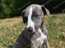Stunning Pedigree Whippet Boy Puppy Stanley