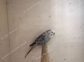 Blue grey cock bird budgie