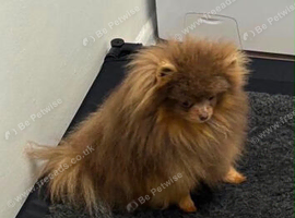 Panamanian pup