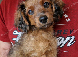 Fully Vaccinated Last Male Cavapoochon pup.