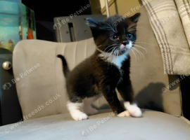 3 kittens for sale