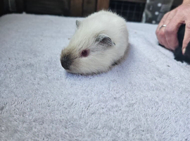 Beautiful guinea pigs for sale