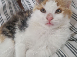 British Shorthair x Calico cross kittens