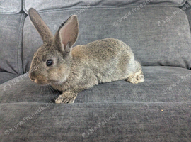 Californian x rabbits