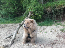 Chow chow short legged 8 months