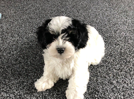 Havanese Maltese mix puppie