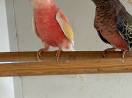 adult Pair Bourke. parakeets