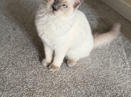 Ragdoll kitten for sale