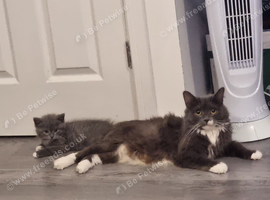 British shorthair kittens