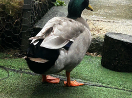Friendly rehome my male duck