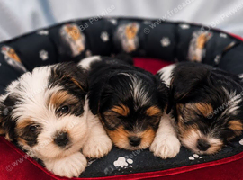 Beautiful Biewer Yorkshire Terrier Puppies &ndash; Standard Size