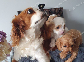 cavapoo