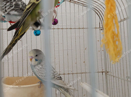 Beautiful baby budgies
