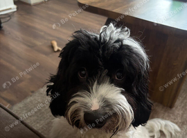 Cockapoo puppy