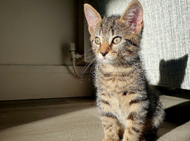 Beautiful male kitten