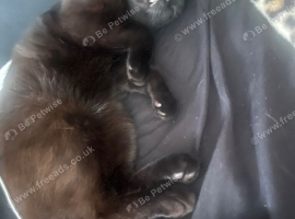 8 months mixed Birman