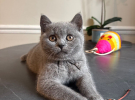 Beautiful British short hair kittens