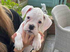 Beautiful White Boxer Puppy &ndash; Ready for Her Forever Home
