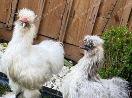 Silkie cockerel