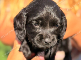 Working Cocker Spaniel Puppies