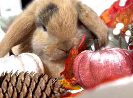 Mini Lop Babys