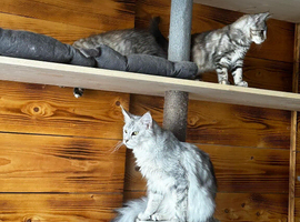 Maine Coon last girl available