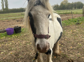 11.3hh 4yo mini cob gelding