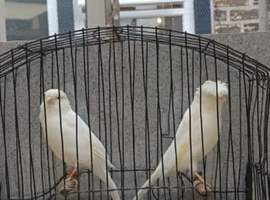 Wanted lancashire canaries