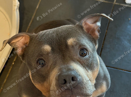 American pocket bully
