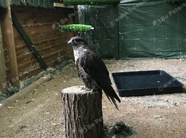 Male gyr Falcon