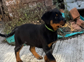 Rottweiler puppies, 3 boys, 3 girls, ready to go.