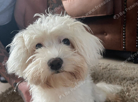 Maltese girl 6 half mths
