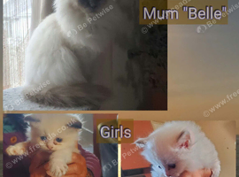 Ragdolls